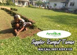 7.harga rumput futsal per meter 150.000/m². Supplier Rumput Gajah Mini Tlp 62 857 3259 0133 Pusat Posts Facebook
