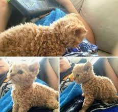 Awwwww Cat Cat Love Kedi Kediler Ve Yavrulari Cok Sirin Hayvanlar
