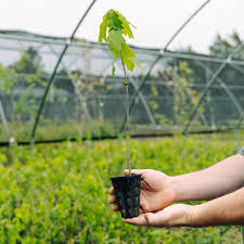 Image result for oak sapling