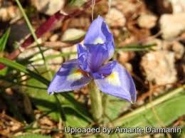 Image result for Moraea niassensis