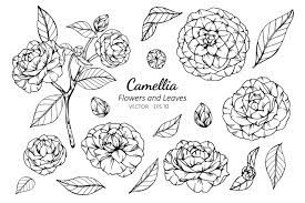 Collection Of Camellia Flower And Leaves Leaf Drawing Flower Drawing Camellia Flower