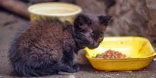 Iodine In Cats Functions And Deficiency Symptoms Cat Throwing Up Iodine Throwing Up