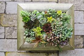 So gelingt auch das spätere herunterhängen einfacher. Diy Sukkulenten Im Bilderrahmen Pflanzen Plantura