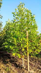Hochwertigen tulpenzwiebeln zu günstigen preisen. Tulip Poplar Tulip Tree Pyramidale Liriodendron Tulipifera Pyramidale Magnoliaceae Sms Marmara Group