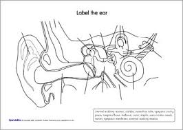 Blank process flow chart template for word. Left Ear Diagram Unlabeled Diagram Design Sources Series Funny Series Funny Paoloemartina It