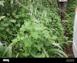 Image result for Equilabium laxiflorum
