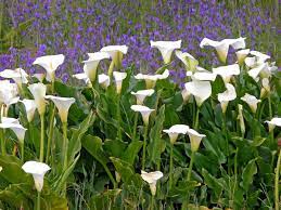We did not find results for: How To Grow Calla Lilies Indoors Or Outdoors Dengarden