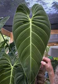 Philodendron Melanochrysum Nse Tropicals Plants Unusual Plants Philodendron