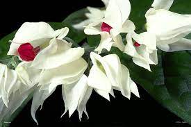 F Bleeding Heart By William Castner In 2020 Bleeding Heart Flowers Photography Tropical Flowers