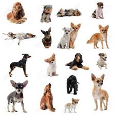 Cerco cane di piccola taglia che resti di piccola taglia o anche mini perché la mia casa e. Pettorina Per Cani Di Piccola Taglia Guida Alla Scelta Per Taglie Xs E Mini