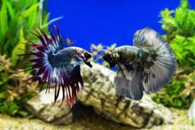 Would a gourami be a good addition in the bigger. Bettas Gourami Paradise Fish For Sale Online Azgardens Com
