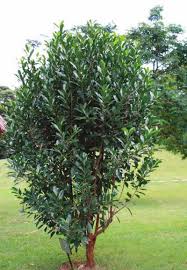 Image result for Warburgia ugandensis