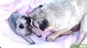 It is the least acidic. 3 Ways To Bathe A Newborn Puppy Wikihow