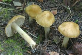 Image result for Inocybe hystrix
