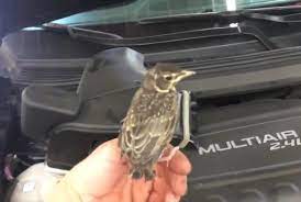 An internal combustion engine is classified as a heat engine. Watch Man Seeks Source Of Jeep Engine Squeaking Finds Small Bird Upi Com