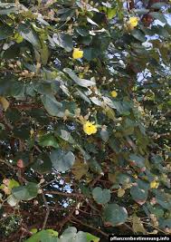 Image result for Thespesia populneoides