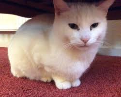 How to find a lost cat in Laurel Montana?