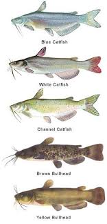 Catfish Fishing Team Blue Catfish Catfish Catfish Fishing