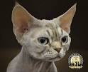 DEVON REX KITTENS of JUMANJI CATTERY