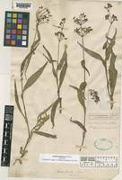 Image result for Aneilema aequinoctiale