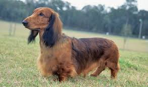 dachshund dog breed information