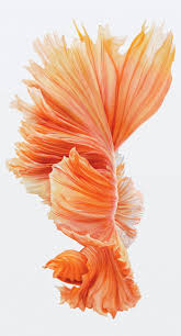 Iphone 6s Fish Wallpaper Iphone 6s Plus 124275 Hd Wallpaper Backgrounds Download
