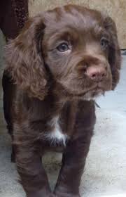 Black And Brown Cocker Spaniel Puppies For Sale Chocolate Brown Working Cocker Spaniel Puppy Bristol Bristol Pets4homes In 2020 Spaniel Puppies Cocker Spaniel Puppies Working Cocker