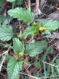 Image result for Malvastrum coromandelianum