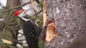 Get woodpecker sounds from soundsnap, the leading sound library for unlimited sfx sorry, no results for {{ getsearchterm }} sound effects. Can You Identify A Woodpecker American Bird Conservancy