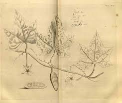 Image result for Coccinia subsessiliflora