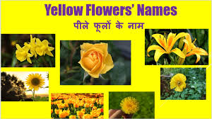 We did not find results for: Yellow Flowers Names Flowers Names For Kids Youtube