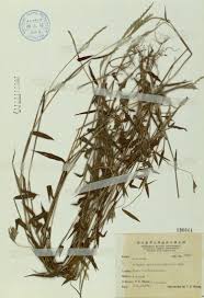 Image result for Arthraxon lancifolius