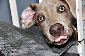 Maybe you would like to learn more about one of these? Can Dogs Suffer From Adhd Psychology Today