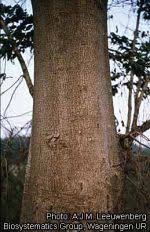 Image result for Alstonia boonei