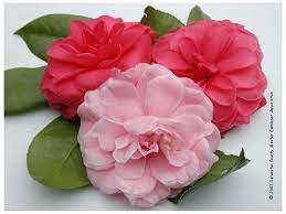 Ts P6 Camellias Camellia Flower Camellia Flowers