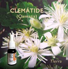 We did not find results for: Clematide Clematis Para Desarrollar La Atencion Y Conectar Con La Realidad Gotas De Flores