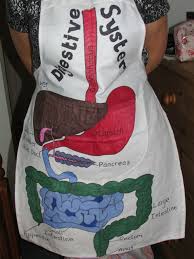 Media Cache Ec0 Pinimg Com 600x 62 21 50 62215093fc1070fee9b39e3dfe8f1291 Jpg Sistemas Del Cuerpo Humano Sistema Digestivo Para Ninos Cuerpo Humano Para Ninos