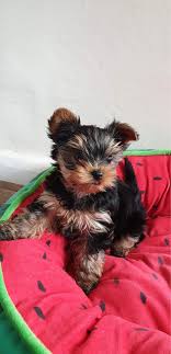 Guaranteeing their 100% health for a year. Beautiful Little Yorkie Puppy For Sale Whitehaven Cumbria Pets4homes