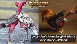 Memiliki kelincahan dan kenakalan dalam bertarung. Jenis Jenis Ayam Bangkok Klasik Yang Jarang Diketahui Sabung Ayam Online Klasik Bangkok Jenis