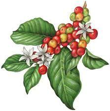 Resultado de imagen de planta de cafe"