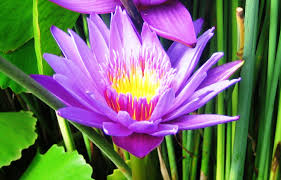 Agaknya selain bagi warna yang cantik, ada tak khasiat bunga telang untuk kesihatan? bunga telang atau nama saintifiknya clitoria ternatea l. Download Gambar Bunga Tunjung Biru Vina Gambar
