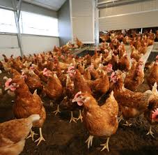 Die vogelgrippe und die direkt damit zusammenhängende stallpflicht, ist für viele von euch wieder mal ein allgegenwärtiges thema und ihr habt mich daher in. Vogelgrippe Federvieh Muss In Nrw Weiterhin Im Stall Bleiben Welt