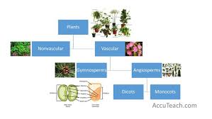 plant classification