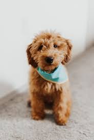 These lovable darlings are raised with children, have thee cutest, most cuddliest curls and warm puppy eyes! Mini Goldendoodle Puppy Goldendoodle Puppy Puppies Cute Animals