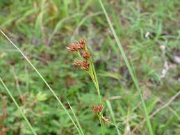 Image result for Rhynchospora rugosa