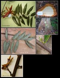 Image result for Xylopia tenuipetala