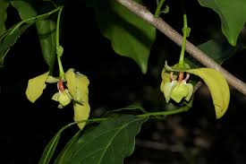 Image result for Monodora junodii