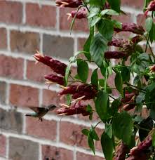 Image result for Justicia incana