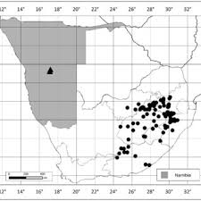 Image result for Periglossum mackenii