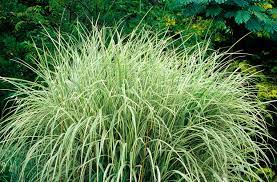 Elegant Ornamental Grasses To Grow In Any Garden Ornamental Grass Landscape Grasses Landscaping Tall Grass Landscaping